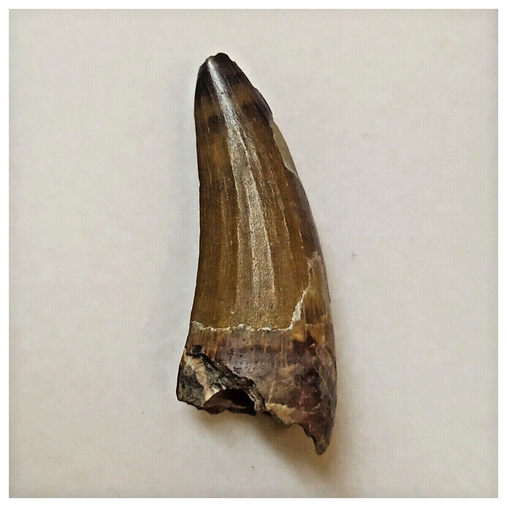 W21 - Rare Suchomimus tenerensis Dinosaur Tooth Lower Cretaceous Elrhaz Fm