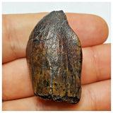 JS4 - Top Rare Jobaria tiguidensis Sauropod Dinosaur Tooth Jurassic Tiouraren Fm