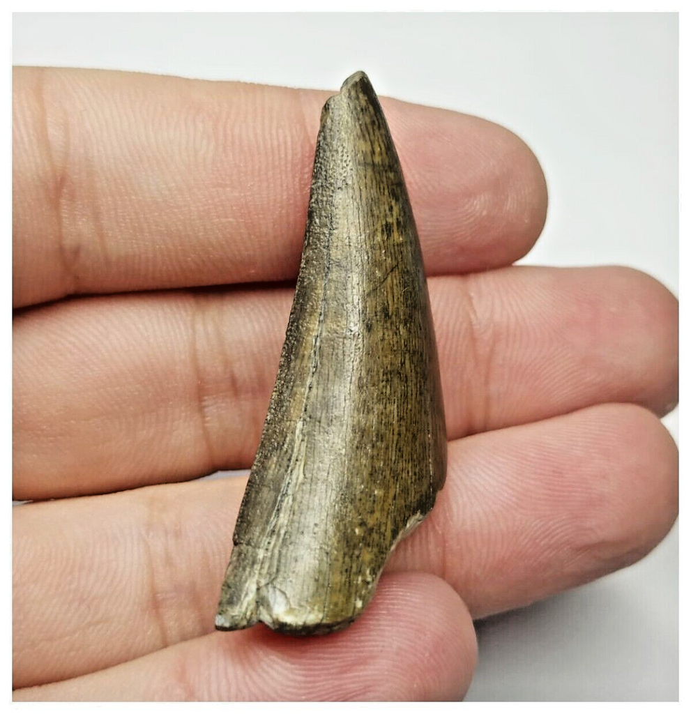 T12 - Rare Eocarcharia dinops Dinosaur Tooth - Cretaceous Elrhaz Fm Tenere Desert