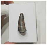 F8 - Rare Suchomimus tenerensis Dinosaur Tooth Cretaceous Elrhaz Fm Tenere Desert