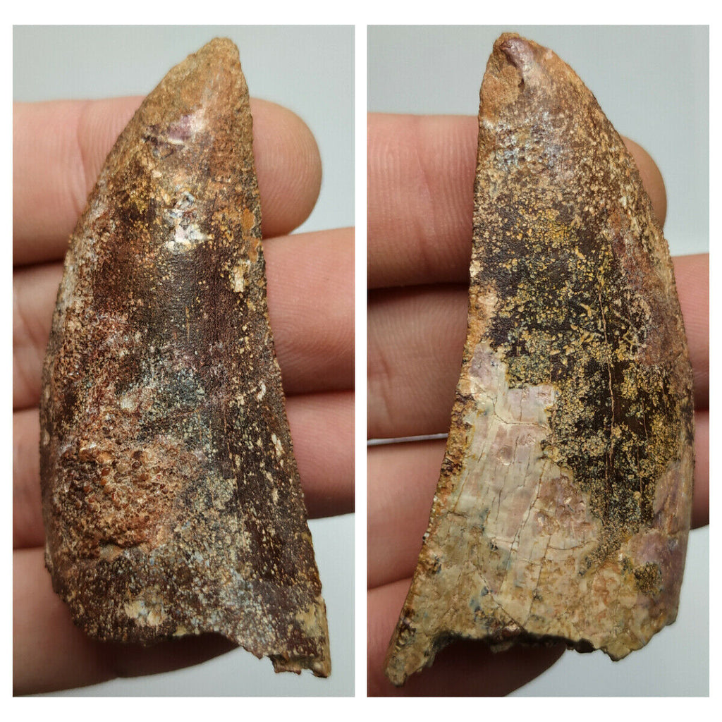 P21- Collector Grade 2.40'' Carcharodontosaurus Dinosaur Tooth Cretaceous KemKem(143935441560)