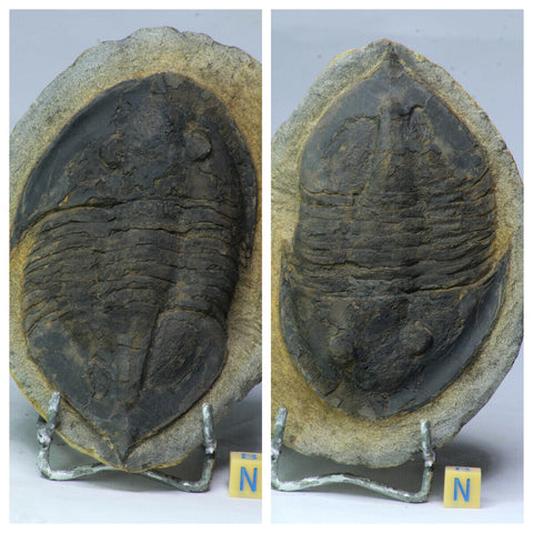 L114 - Beautiful Huge 4.13 Inch Unidentified Black Asaphid Ordovician Trilobite(143936007398)