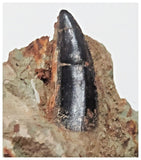 F25 - Rare 0.90'' Black Abelisaurid Dinosaur Tooth in Matrix Upper Cretaceous Talsint