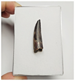 T159 - Rare Suchomimus tenerensis Dinosaur Tooth Lower Cretaceous Elrhaz Fm