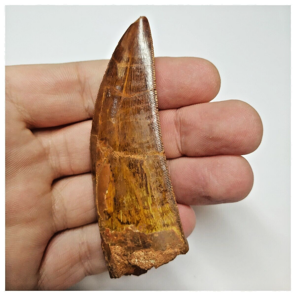 T53 - Serrated 3.03 Inch Carcharodontosaurus Dinosaur Tooth - Cretaceous KemKem