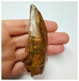 T52 - Gem Grade 3.54 Inch Carcharodontosaurus Dinosaur Tooth - Cretaceous KemKem