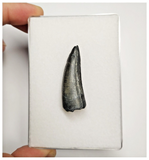 T248 - Rare Suchomimus tenerensis Dinosaur Tooth Lower Cretaceous Elrhaz Fm