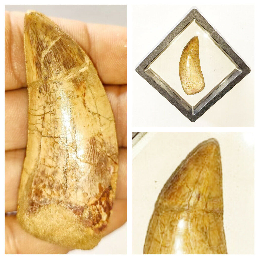 Carcharodontosaurus Tooth + Spinosaurus Tooth + Bavarilla Ordovician Trilobite - Order (143947151206)