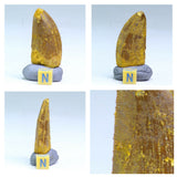 R59 & R297 Carcharodontosaurus tooth + Cambropallas telesto -Schlaepfer Order