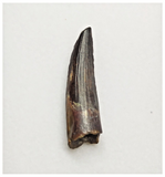 T159 - Rare Suchomimus tenerensis Dinosaur Tooth Lower Cretaceous Elrhaz Fm