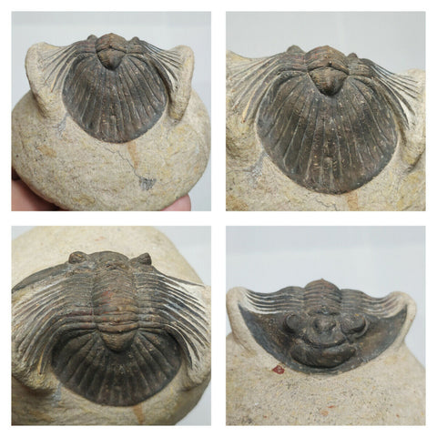 Lot of Different Fossils - Order YangKe (143935589062)