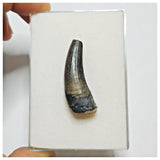 JS38 - Rare Suchomimus tenerensis Dinosaur Tooth Cretaceous Elrhaz Fm Tenere Desert