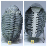 Lot of Well Prepared Trilobites - Order Tadashi