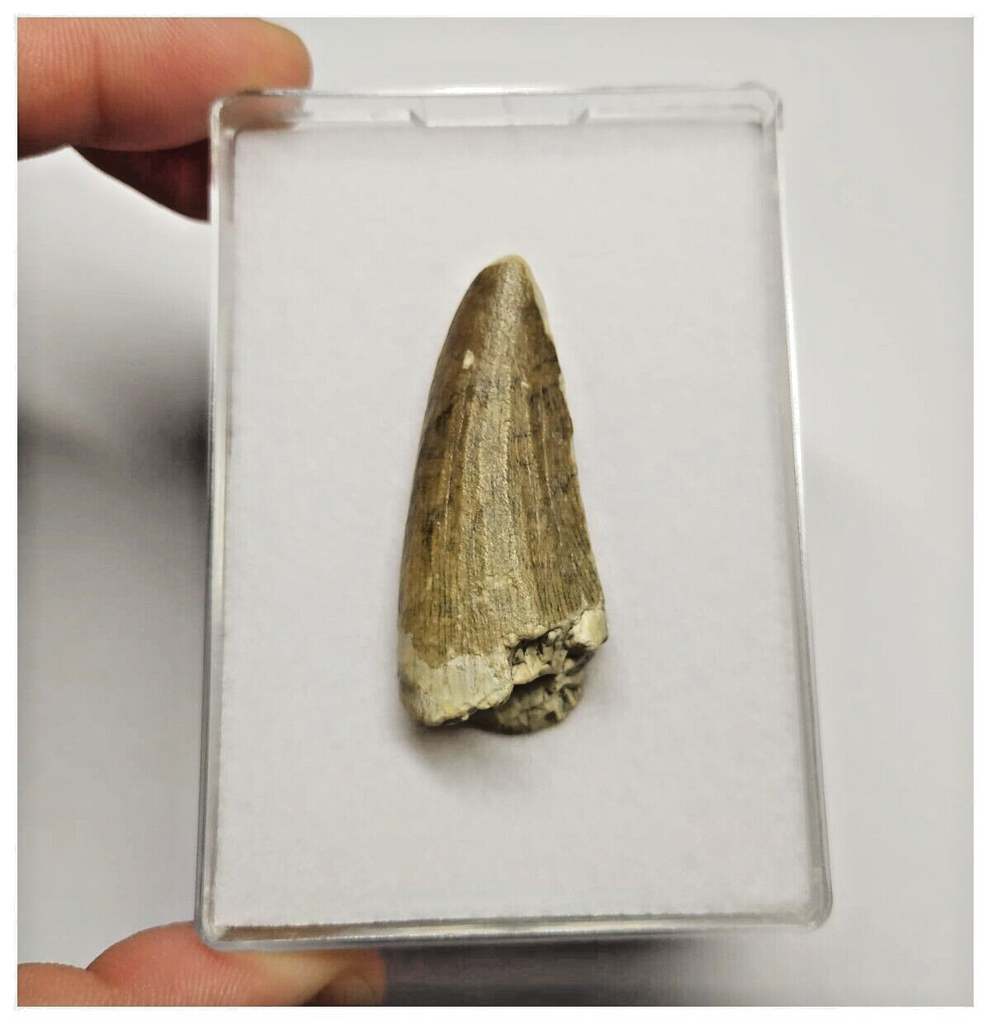 T26 - Rare Suchomimus tenerensis Dinosaur Tooth Lower Cretaceous Elrhaz Fm