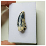 S4- Rare Afrovenator abakensis Megalosaurid Dinosaur Tooth Jurassic Tiouraren Fm