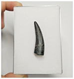 T162 - Rare Suchomimus tenerensis Dinosaur Tooth Lower Cretaceous Elrhaz Fm