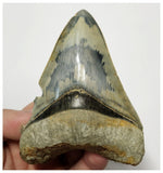 T132 - Finest Serrated 3.70'' Megalodon Tooth from Rare Indonesia Location