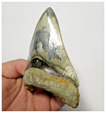 T132 - Finest Serrated 3.70'' Megalodon Tooth from Rare Indonesia Location