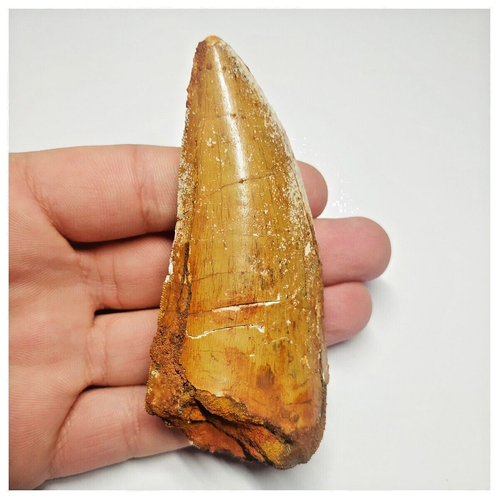 T91 - Huge 3.58 Inch Carcharodontosaurus Dinosaur Tooth - Cretaceous KemKem