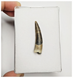 T160 - Rare Suchomimus tenerensis Dinosaur Tooth Lower Cretaceous Elrhaz Fm