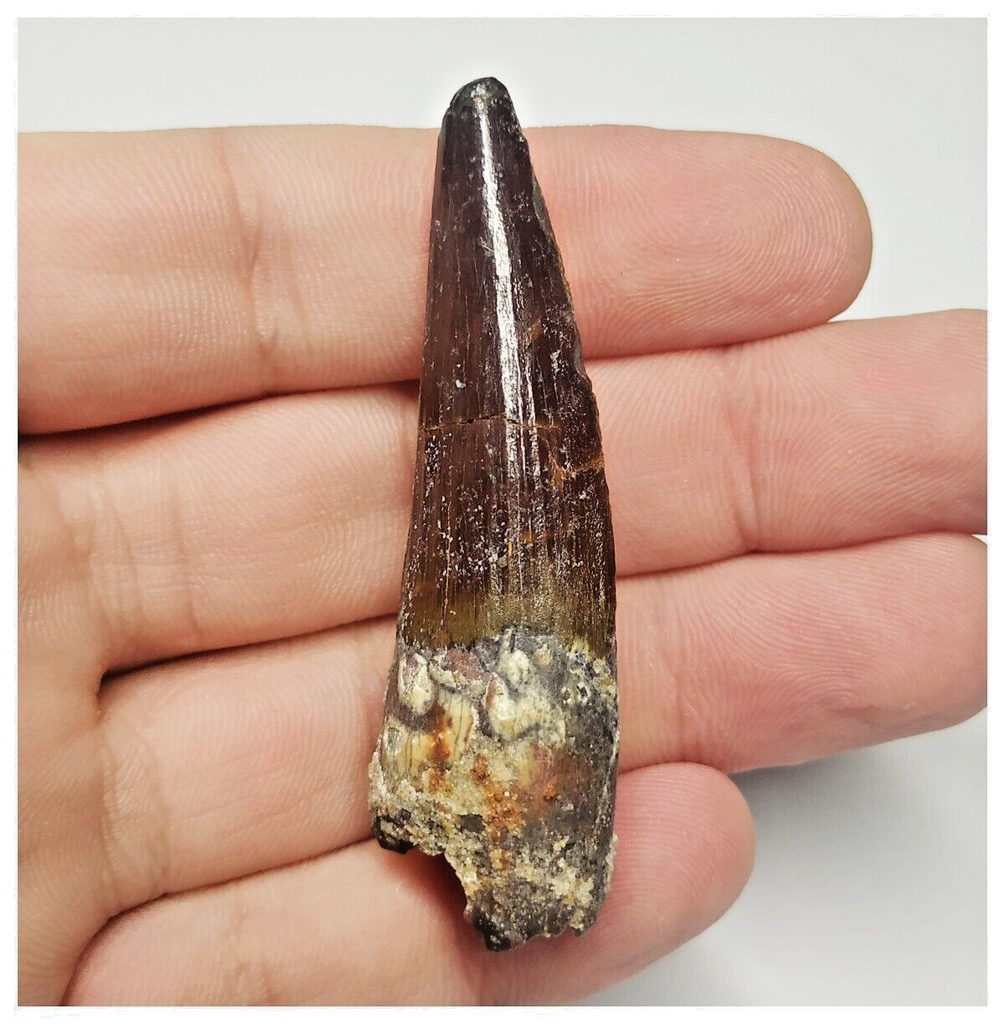 T103 - Finest Grade 2.36'' Red Spinosaurus Dinosaur Tooth Cretaceous KemKem Beds