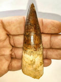 Carcharodontosaurus Tooth + Spinosaurus Tooth + Bavarilla Ordovician Trilobite - Order (143947151206)