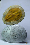 R59 & R297 Carcharodontosaurus tooth + Cambropallas telesto -Schlaepfer Order